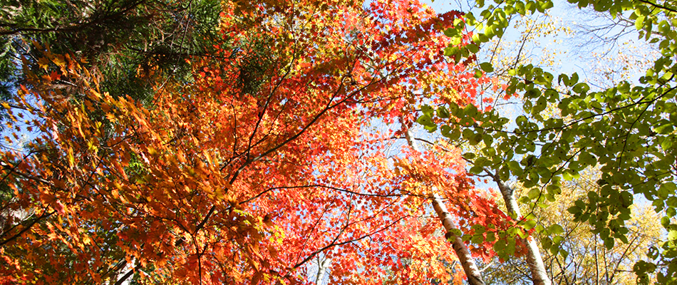 クーナの森の紅葉