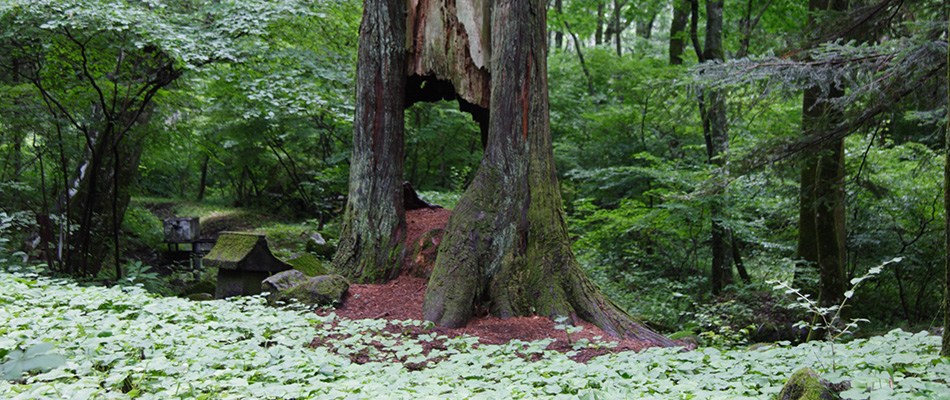 クーナの森