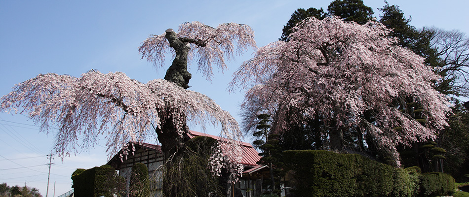 乙事のしだれ桜