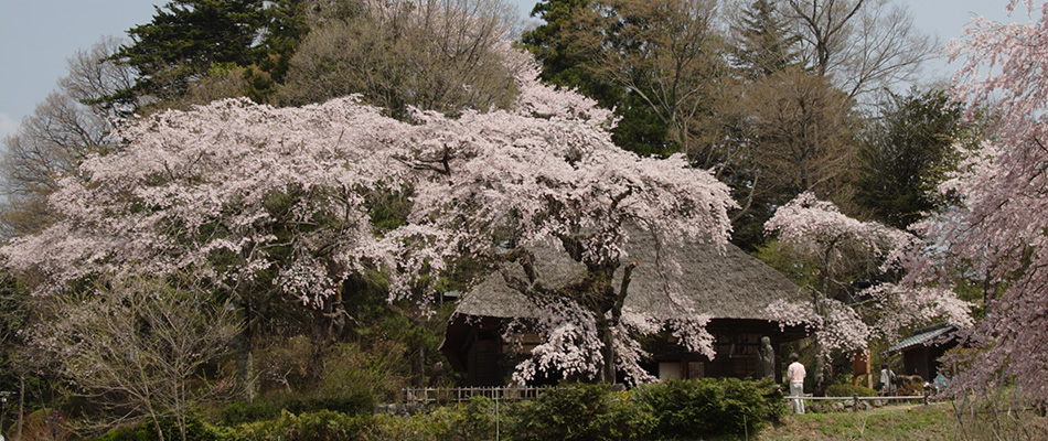 高森弘法堂のしだれ桜