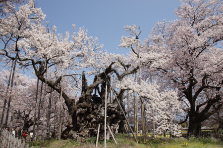 山高の神代桜