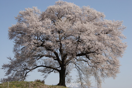 王仁塚の桜