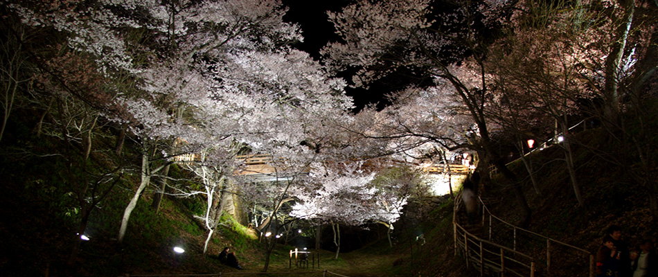 高遠城址公園の夜桜