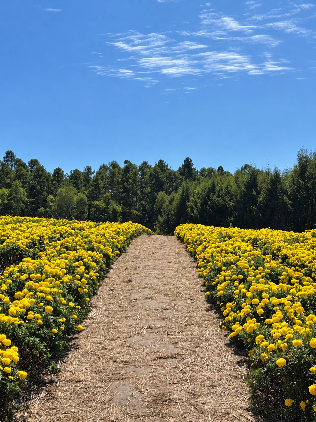 花畑の間を歩く散策路
