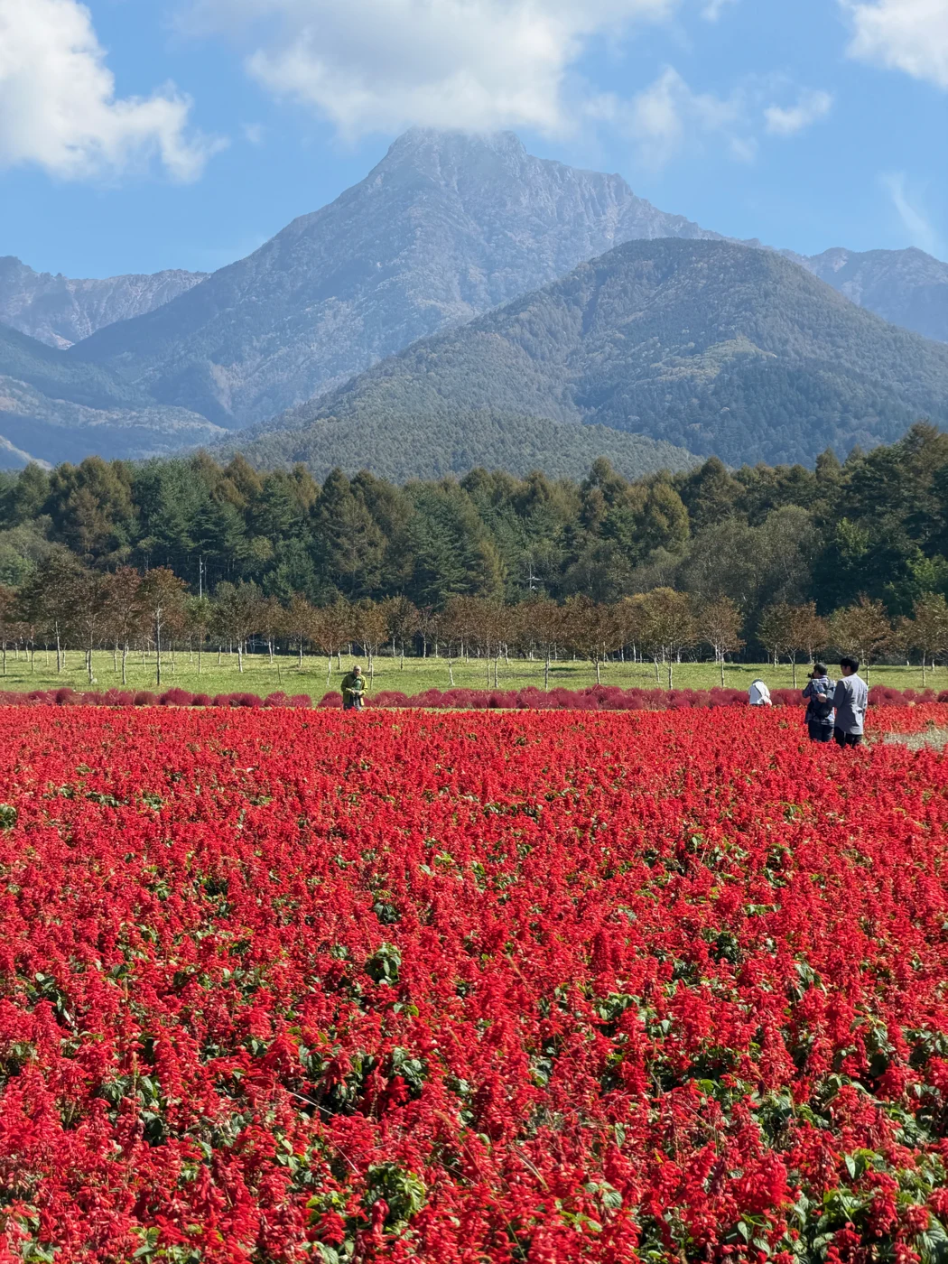赤い花畑の向こうに望む阿弥陀岳