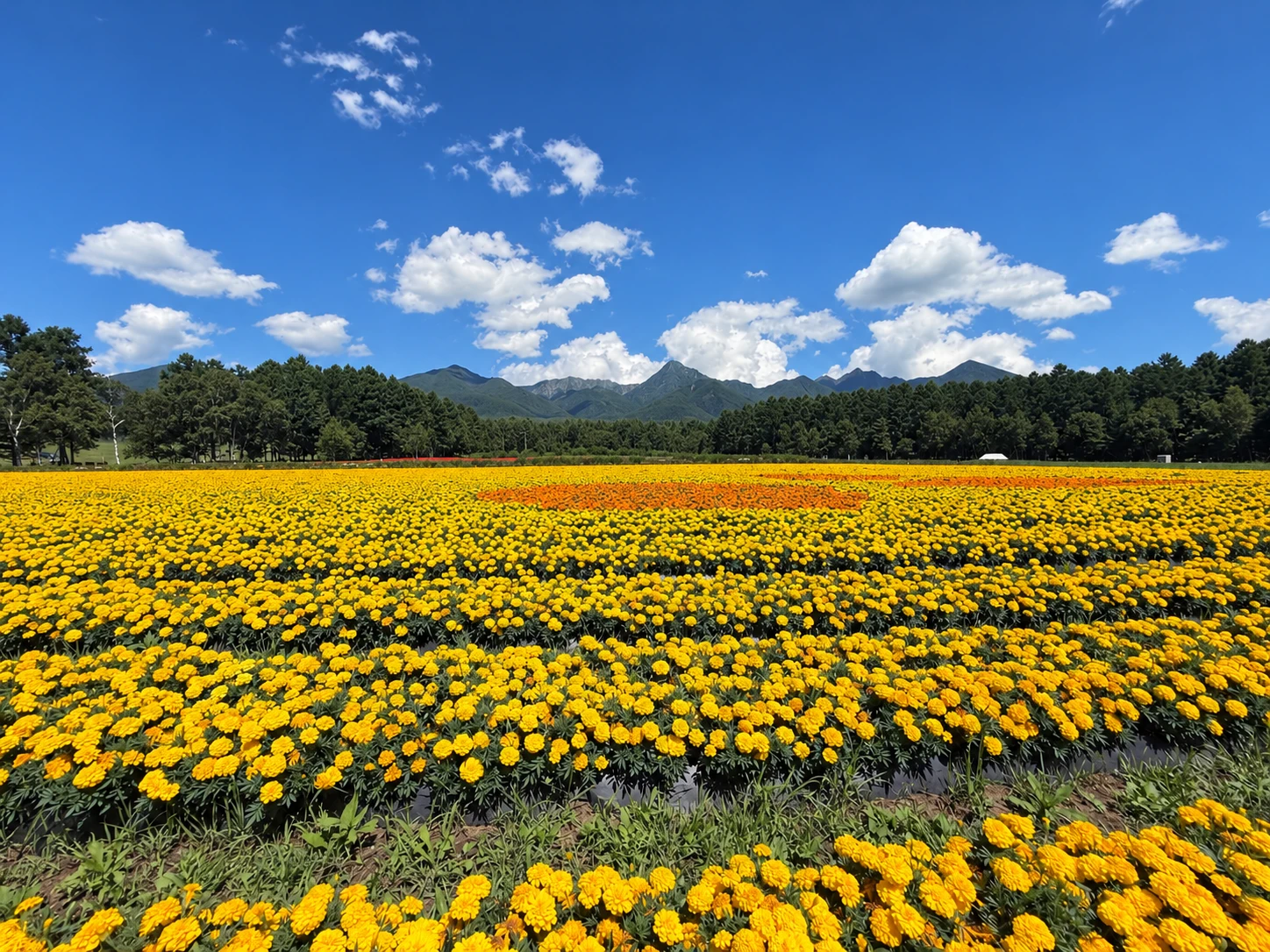 八ヶ岳を望むYATZ GARDENの花畑