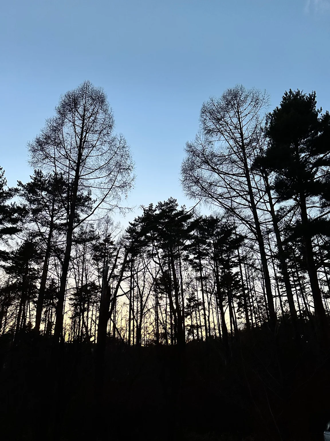 冬の夕暮れとカラマツの森