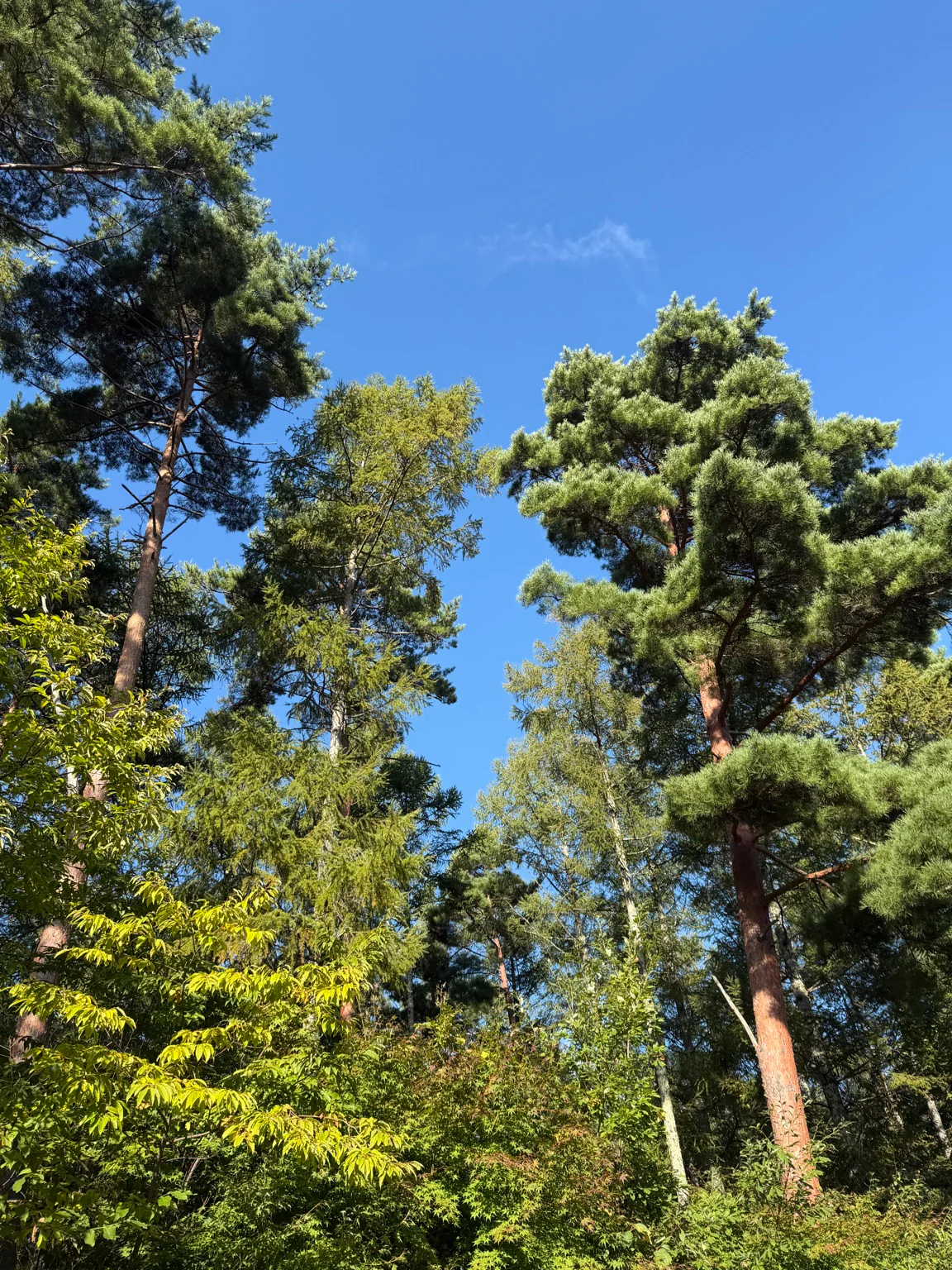 木々の間に広がる青空