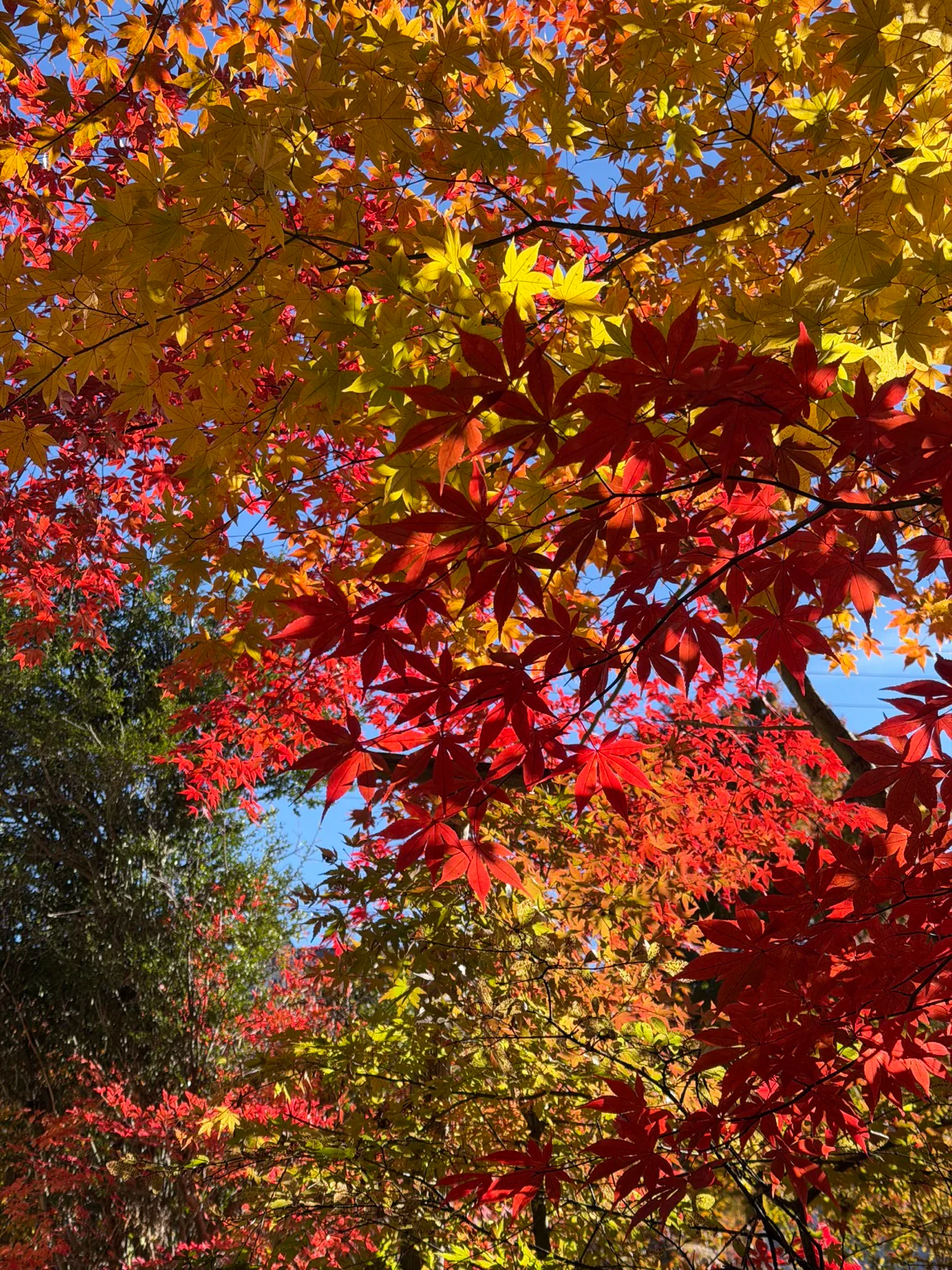 富士見高原の紅葉