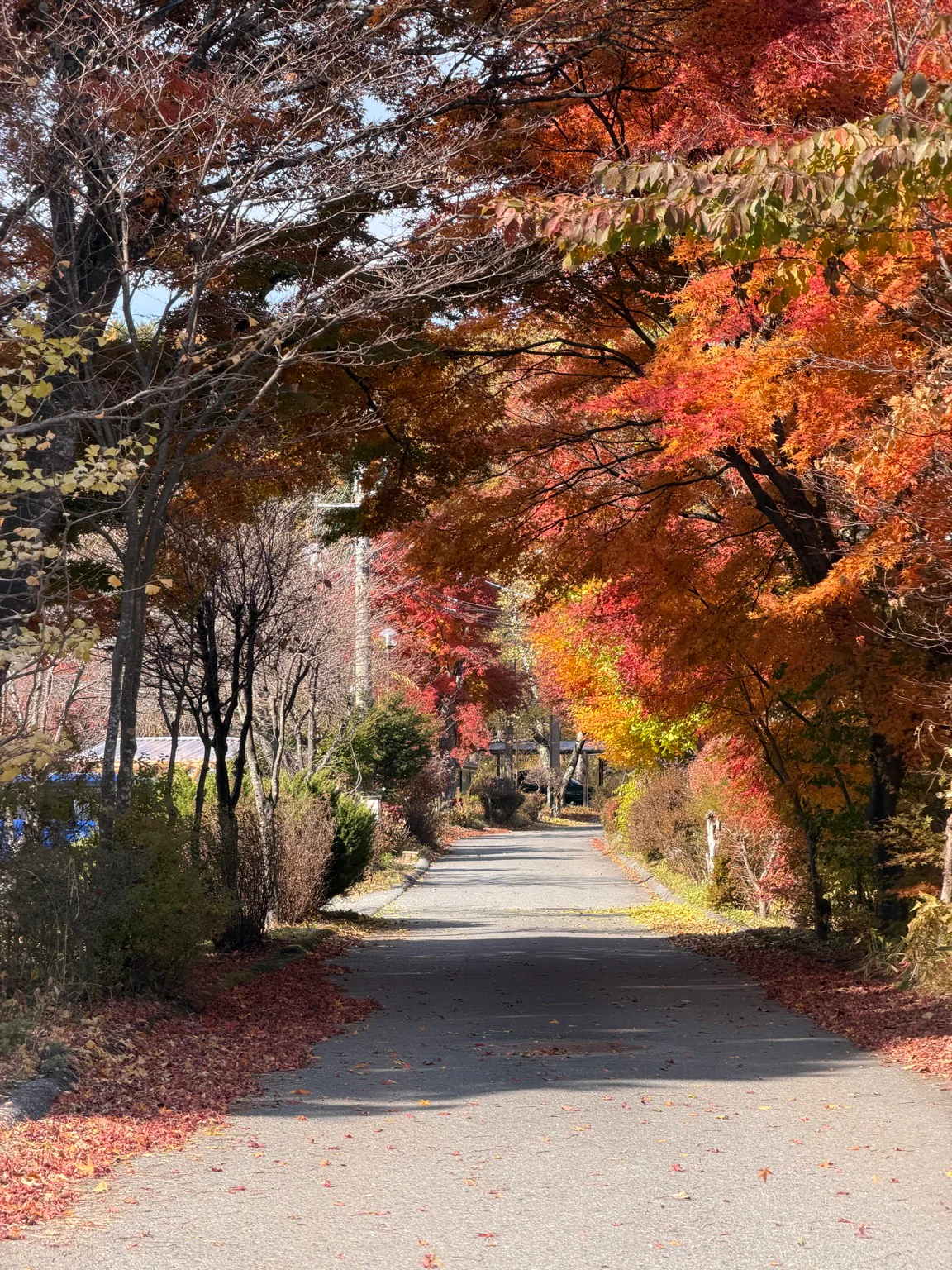 富士見高原の紅葉