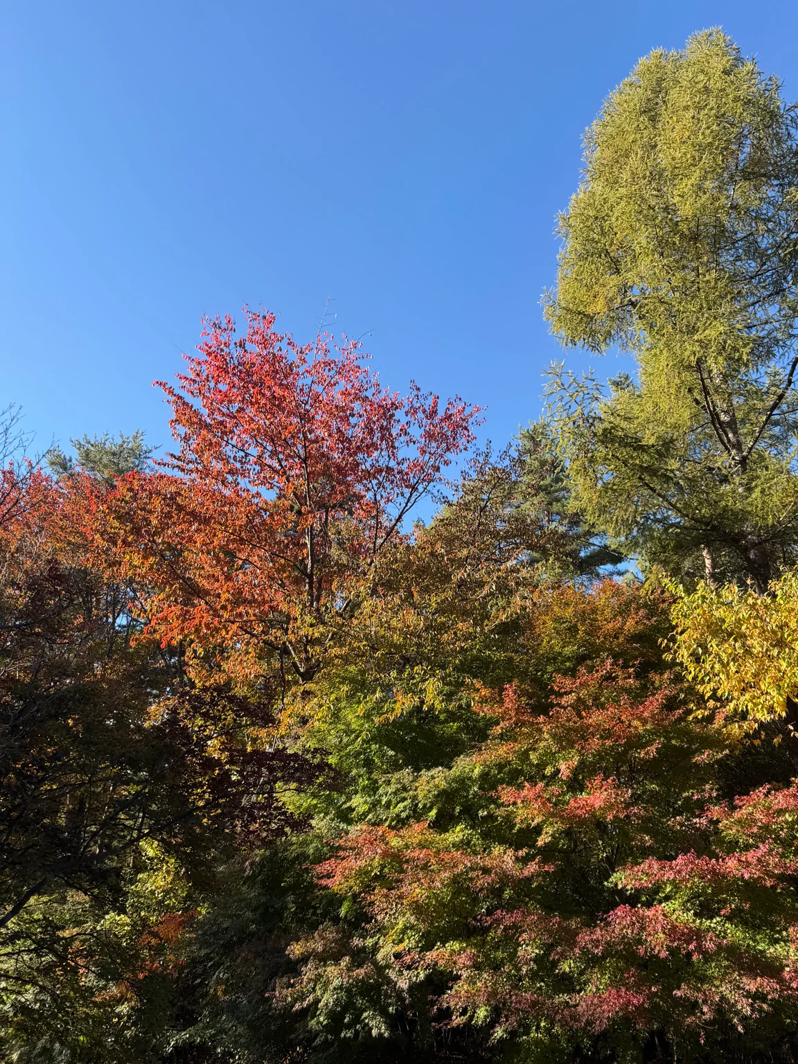 富士見高原の紅葉