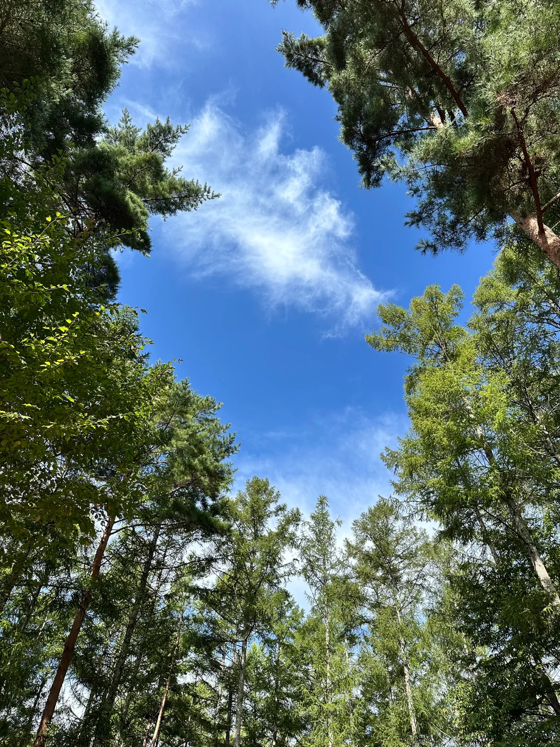 木々の上に広がる高原の青空