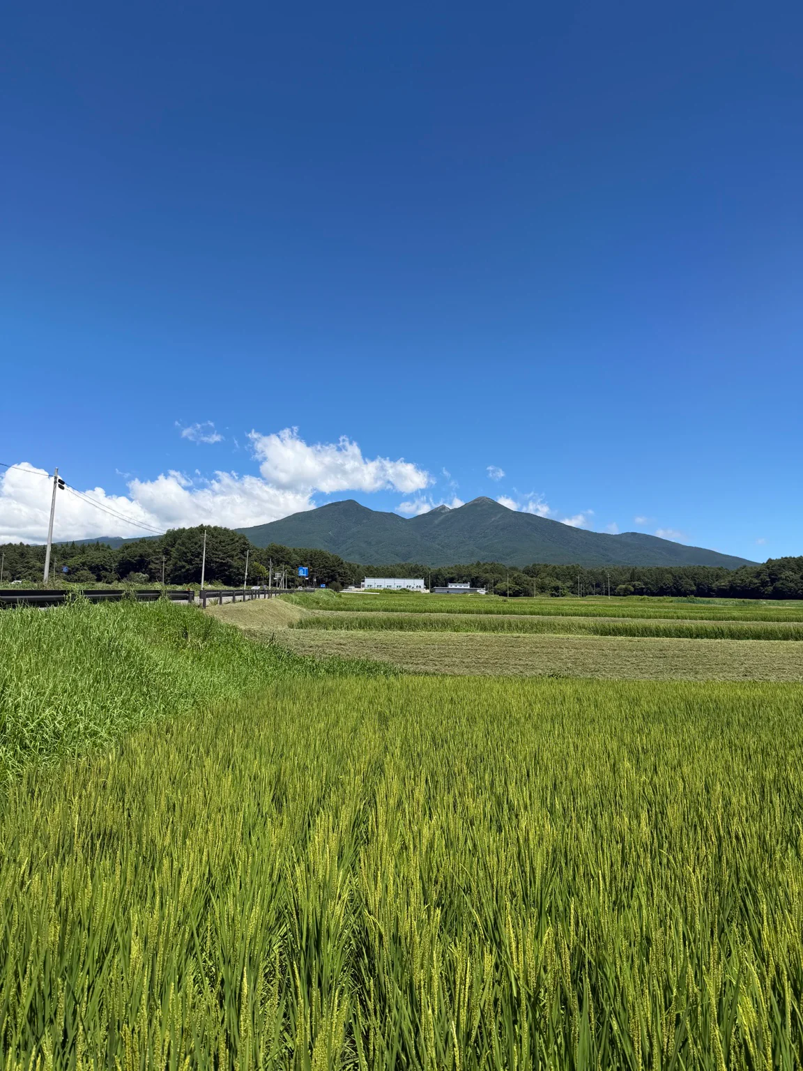 緑の田園から望む八ヶ岳