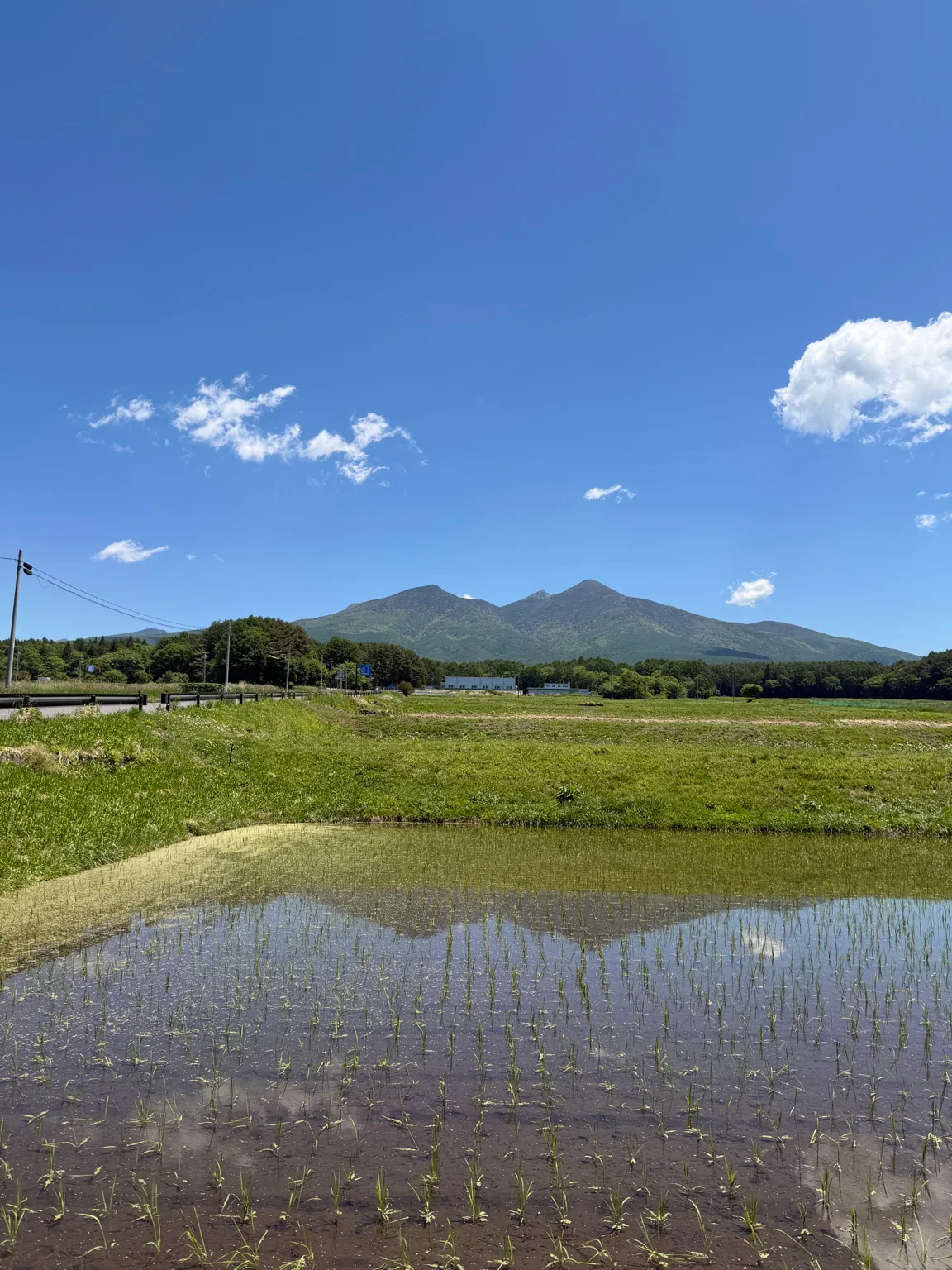水田越しに望む夏の八ヶ岳
