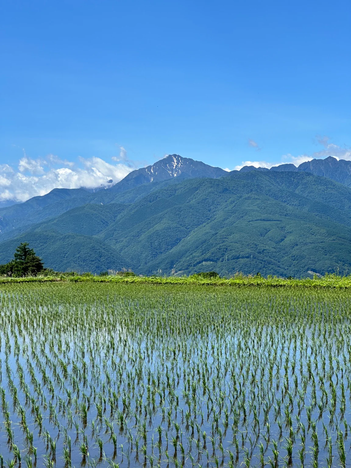水田の向こうに連なる夏の南アルプス