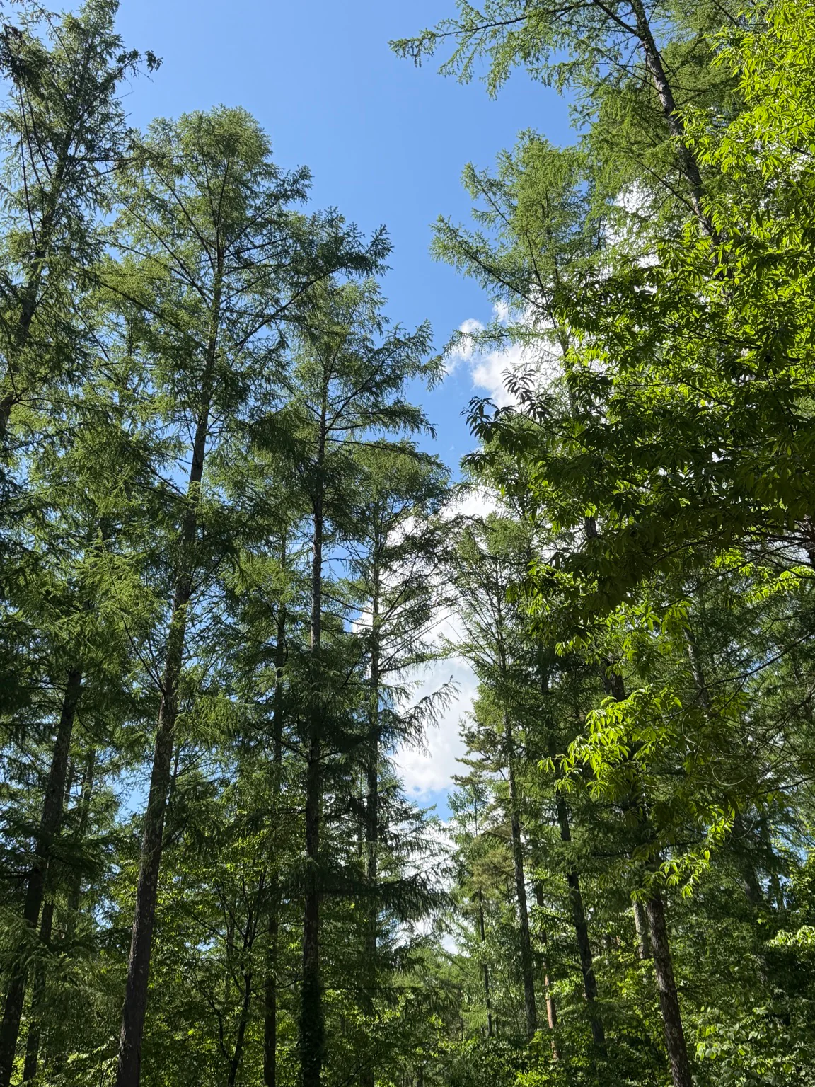 富士見高原の森