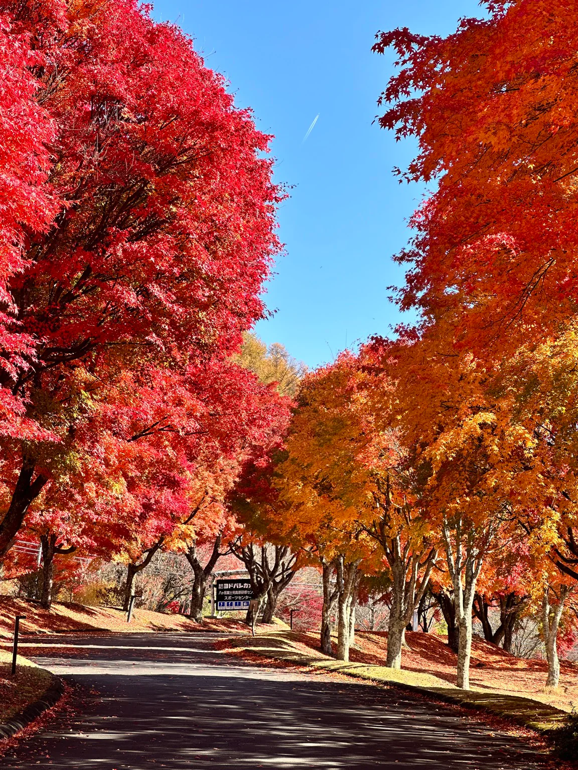 富士見高原の紅葉 11月初旬