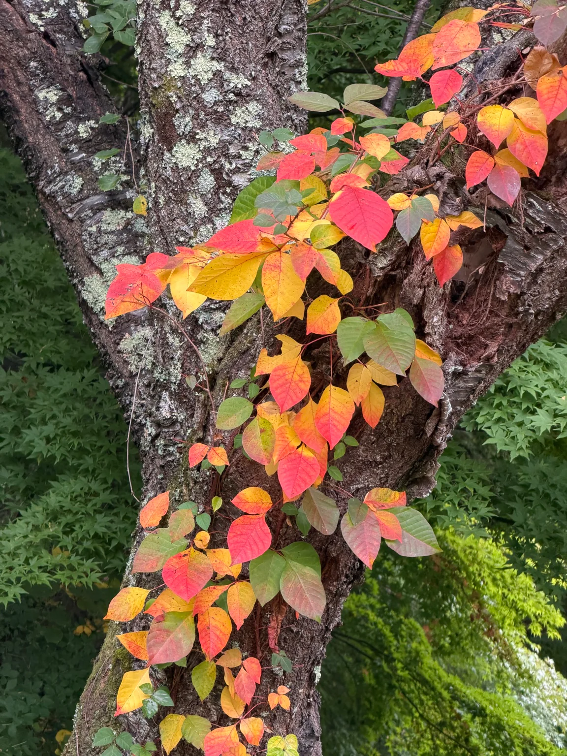 色づきはじめた蔦紅葉