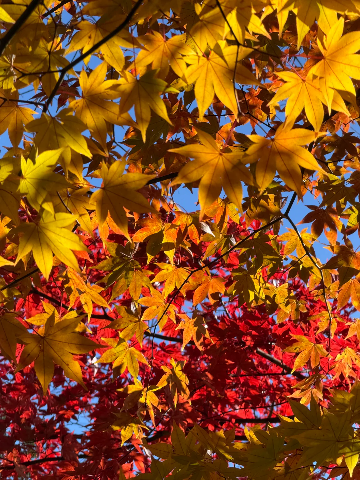 富士見高原の紅葉