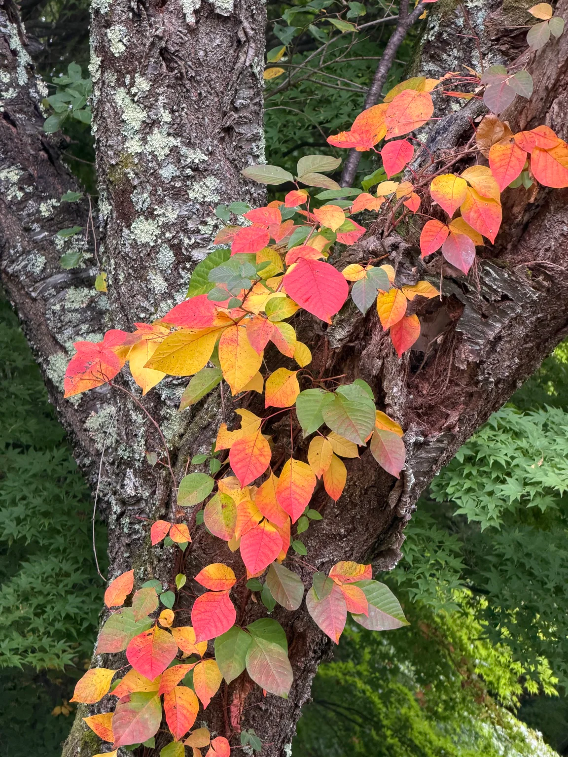 色づきはじめた蔦紅葉