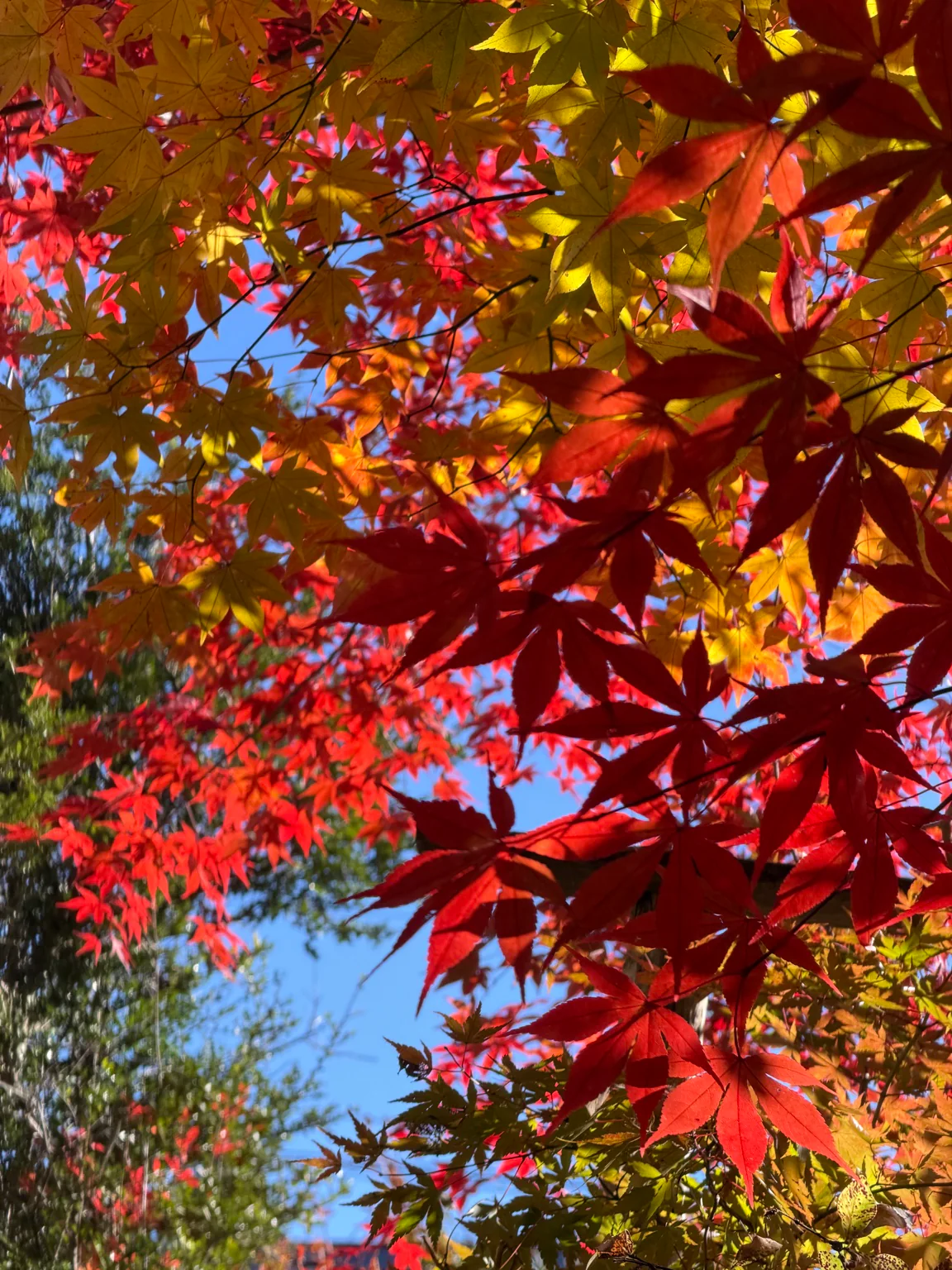 富士見高原の紅葉