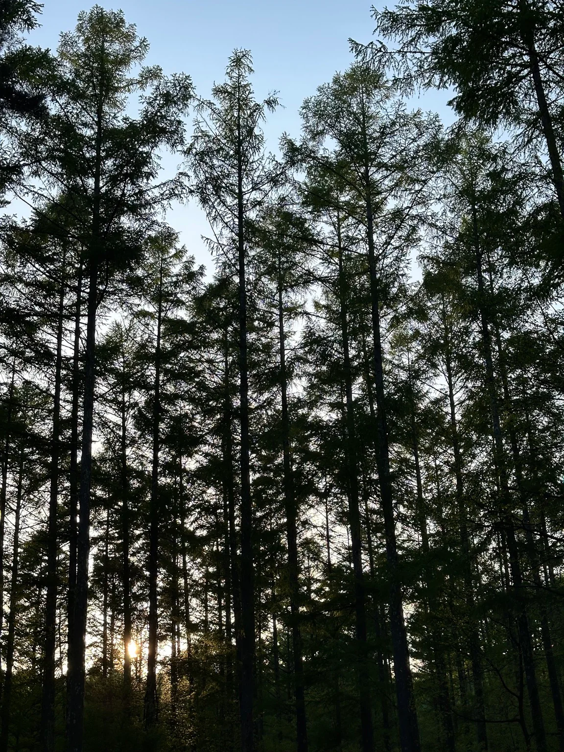 夕暮れのカラマツ林