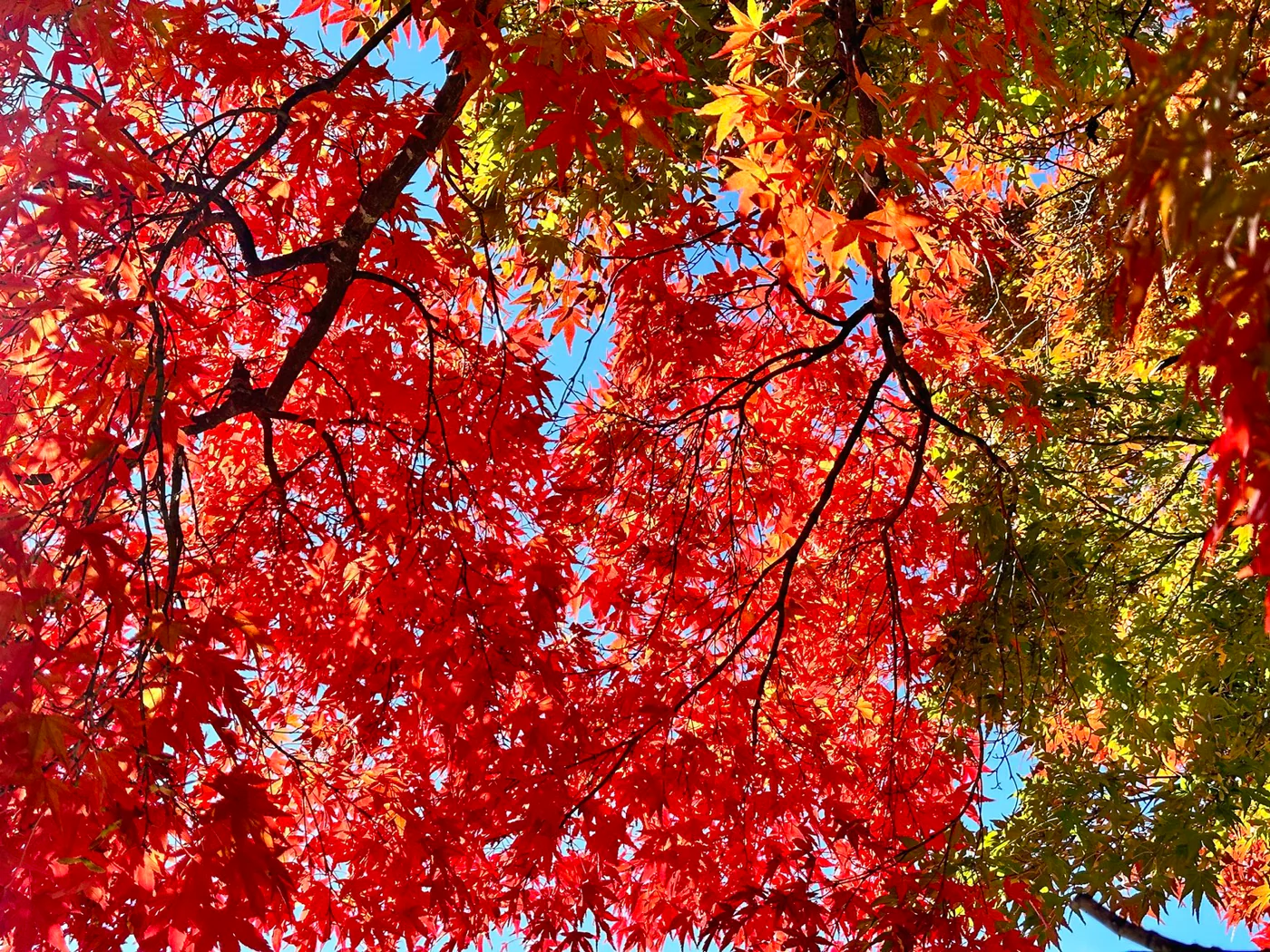 富士見高原の紅葉 11月初旬