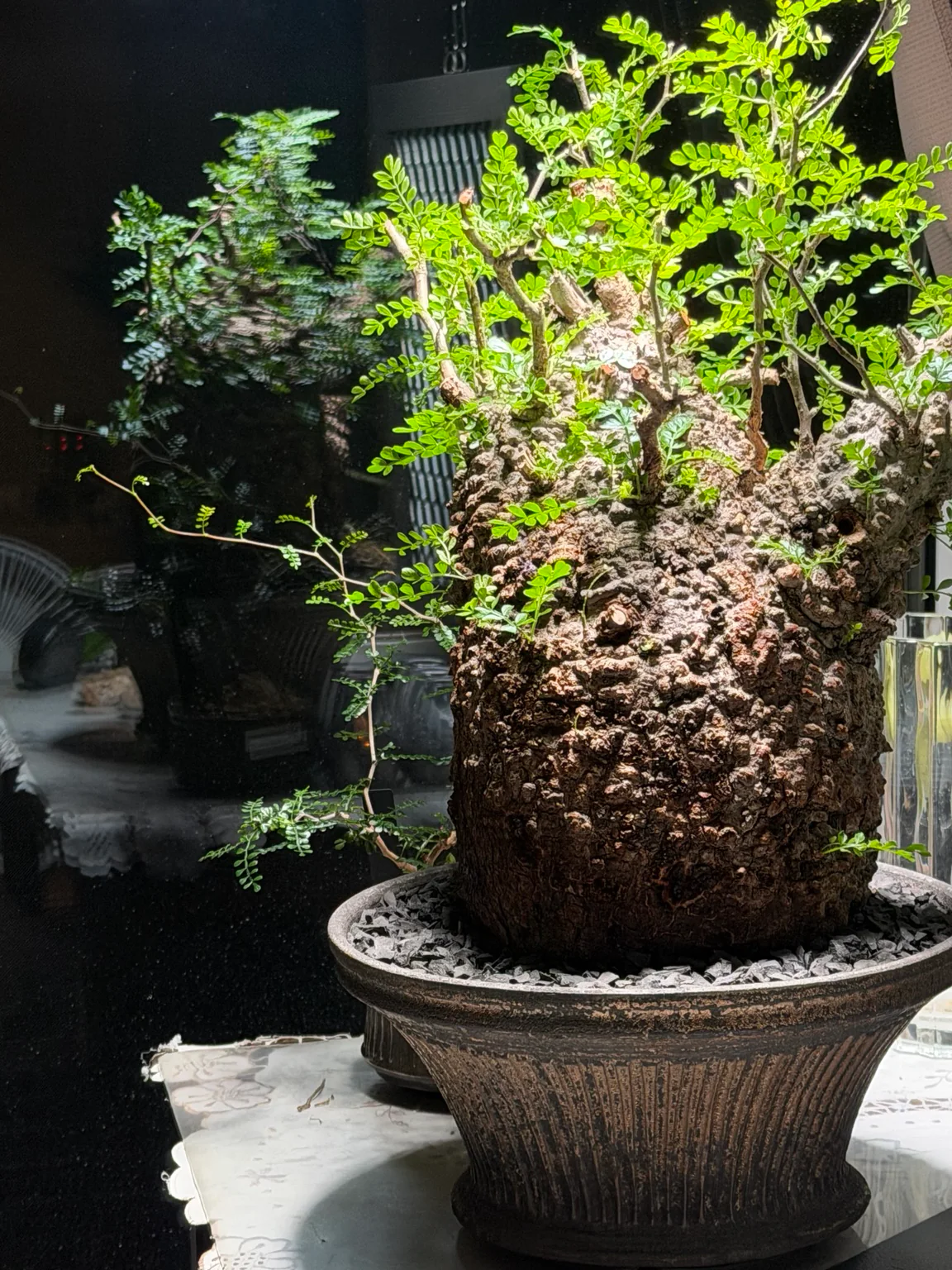 Operculicarya pachypus