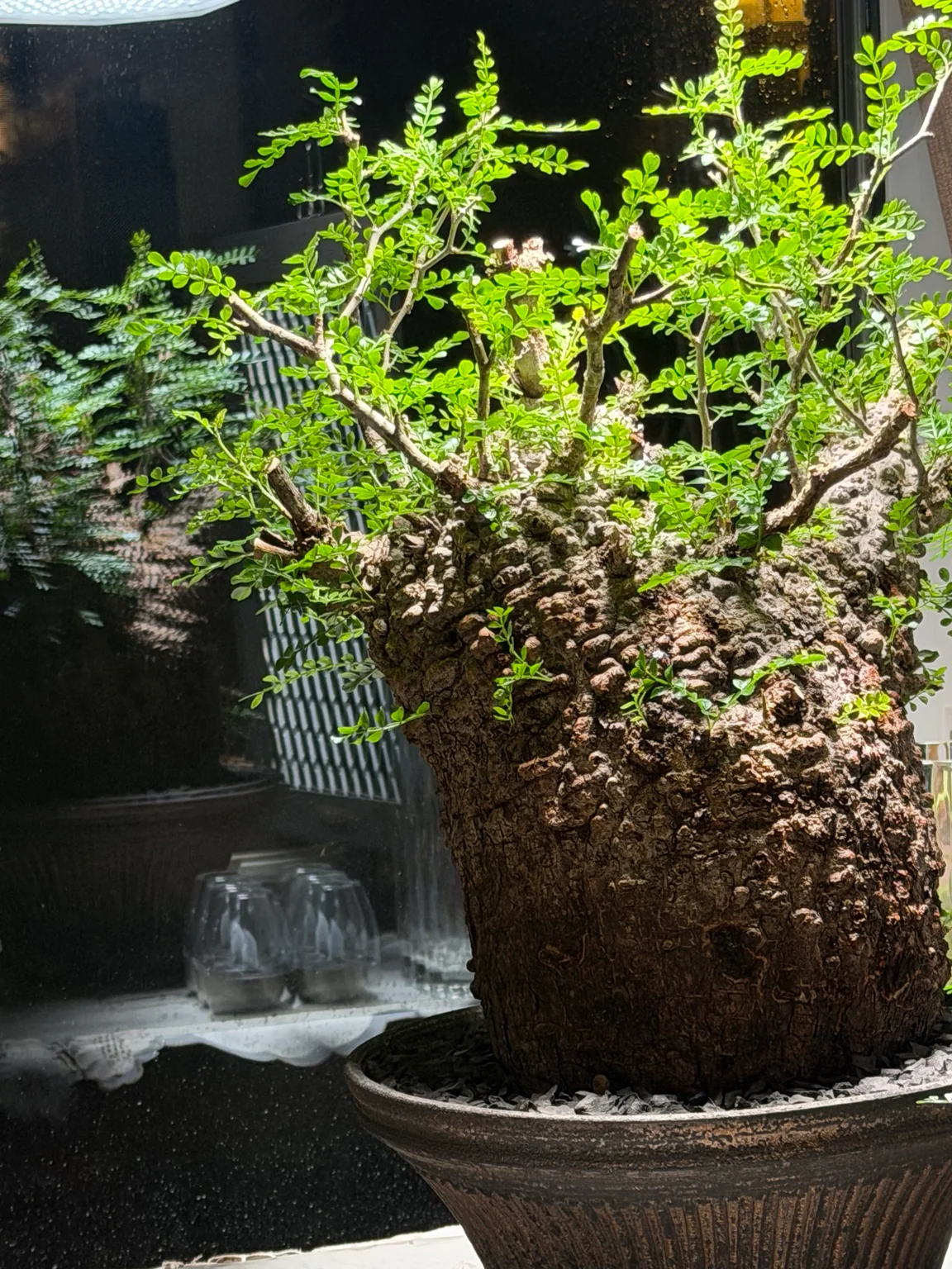 Operculicarya pachypus