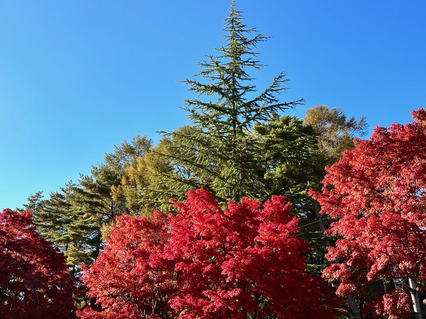 ヨドバシカメラ富士見高原研修センター：針葉樹の緑ともみじの紅葉