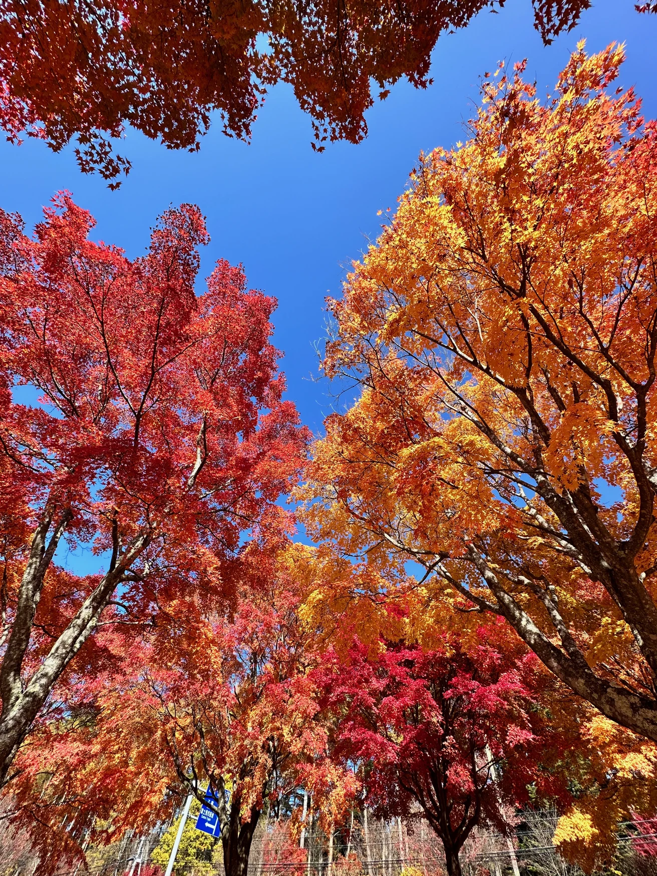 ヨドバシカメラ富士見高原研修センター：見上げて楽しむ赤と黄色の紅葉